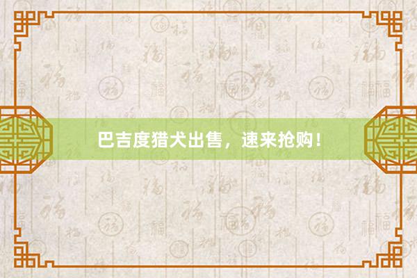 巴吉度猎犬出售，速来抢购！